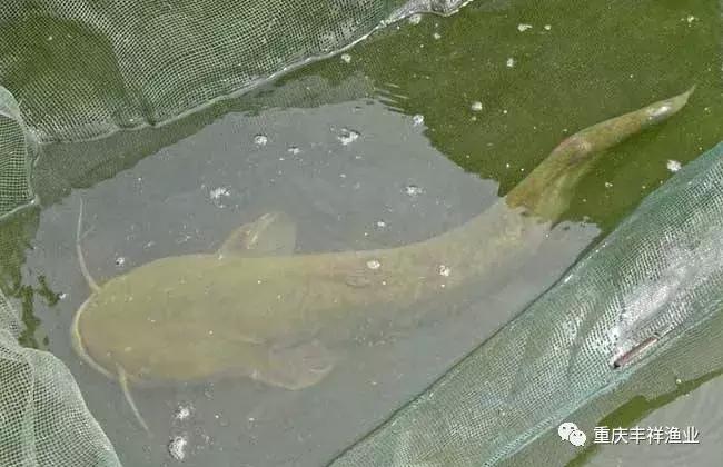 大口鲶鱼人工养殖技术,湖南省大口鲶养殖大户