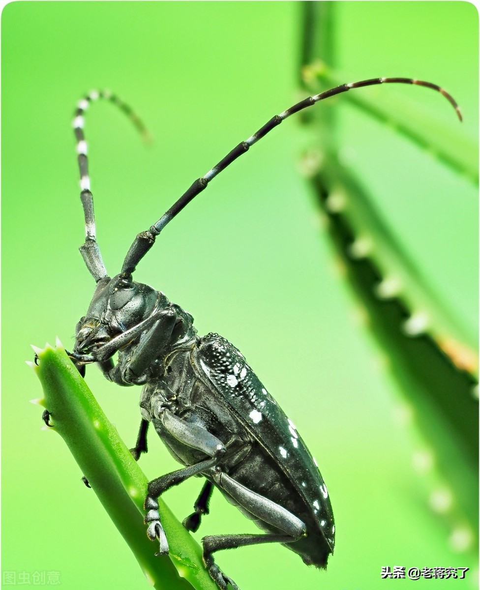 童年里的玩虫记忆2：看过天牛“钓鱼”比赛吗？