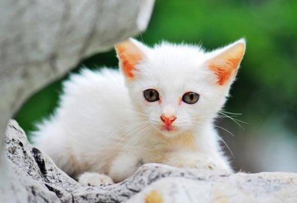 刚到家的猫咪挠门,刚到家的小猫挠我用打疫苗吗