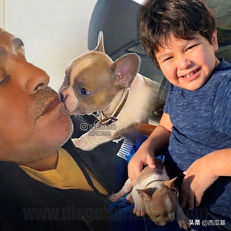 马拉多纳也是资深铲屎官,他都养过什么狗?
