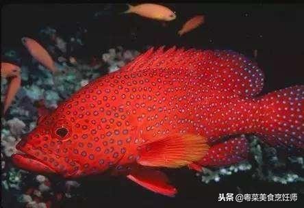 名贵海鲜干货有哪些品种,名贵海鲜水产品种类