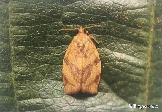 苹果小卷叶蛾的各时期危害图片,卷叶蛾危害特点