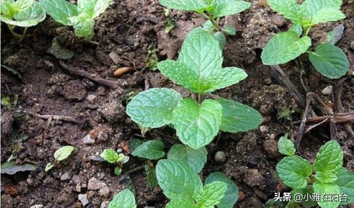 薄荷枝横着种,薄荷一棵能种成一盆吗