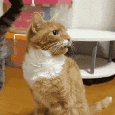 猫咪一定要挤肛吗,猫咪要不要定时挤肛腺