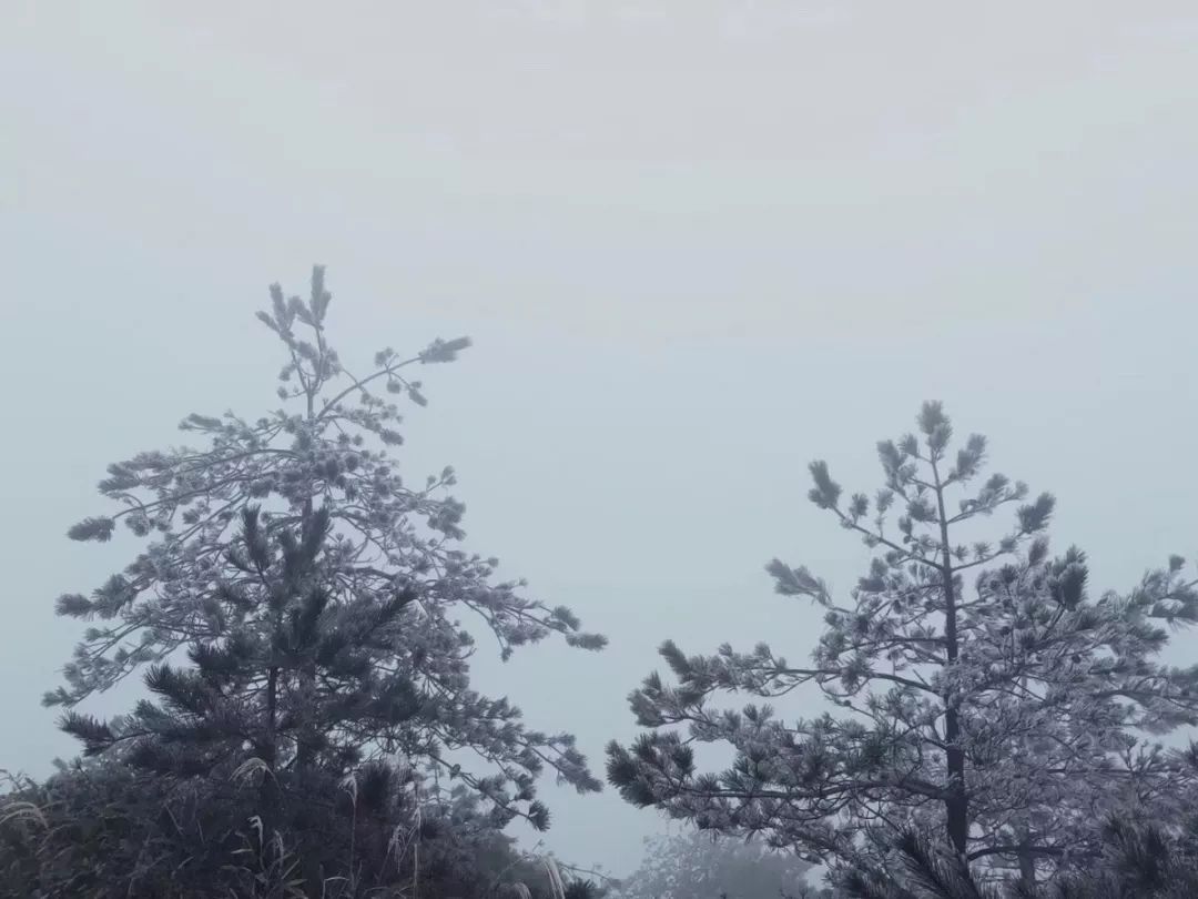 九仙山雾凇1到6度能看到吗,今天九仙山有雾凇吗