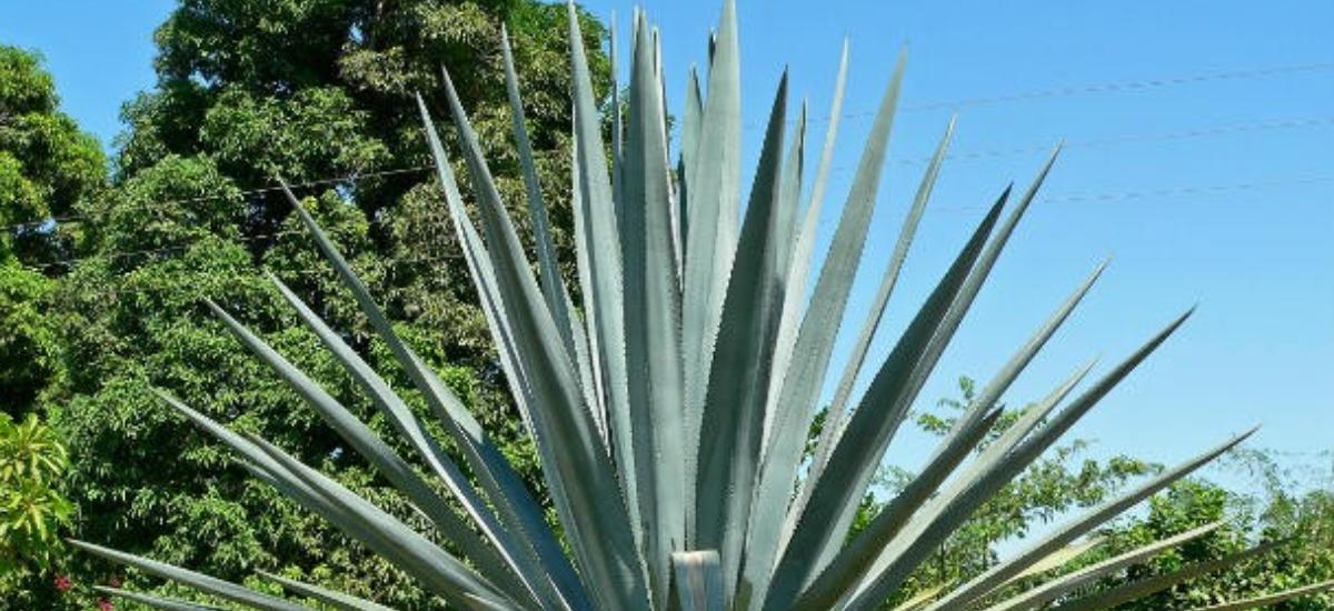 纯天然植物染发有什么危害,纯天然无添加对人体零伤害