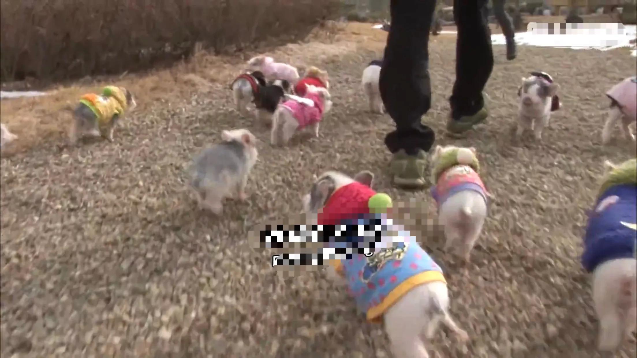 小猪的智商高达多少 (韩国最聪明的小猪)