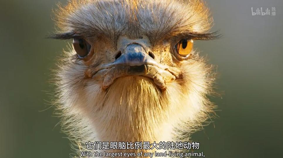 9.9恋爱游戏,9.9分恋爱番