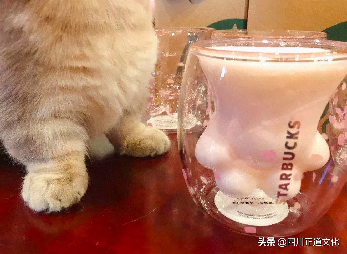 猫的故事高清图片,盘点猫的曾经故事