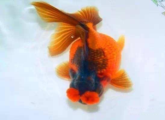 精品皮球珍珠金鱼图片,龙睛珍珠鳞金鱼