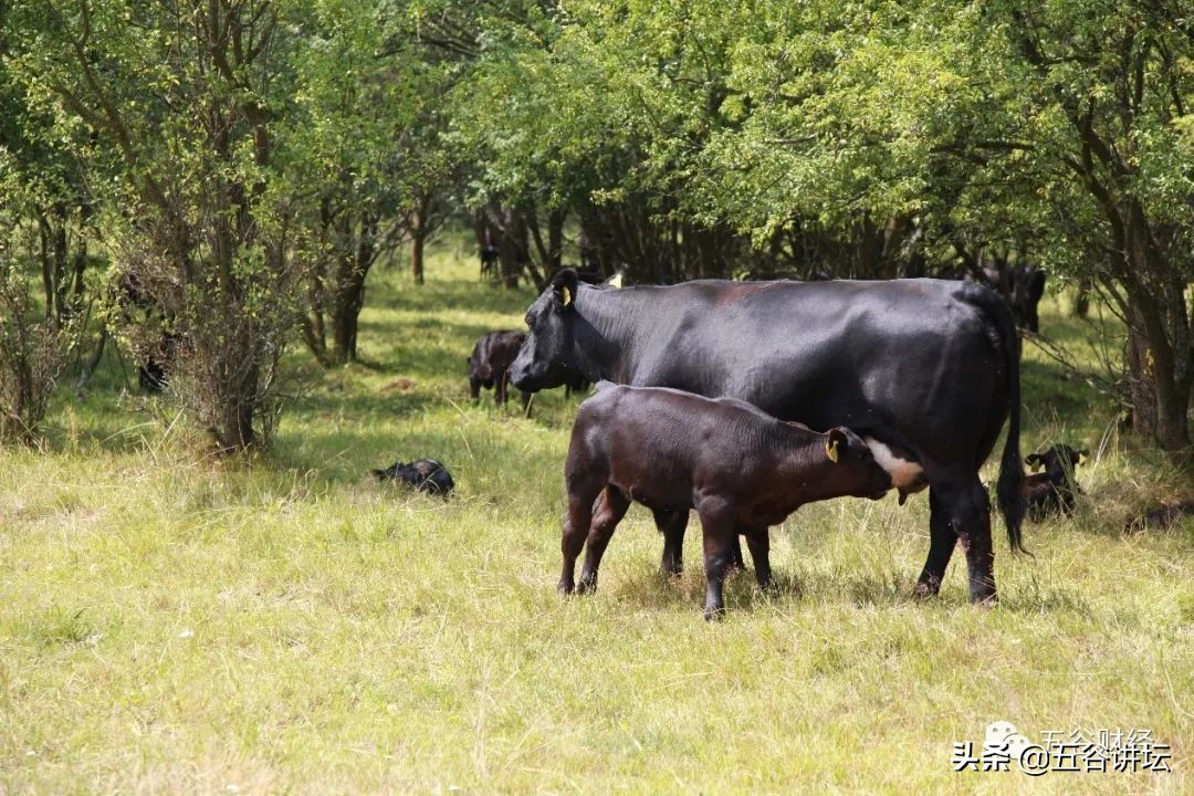 德国本土喜宝奶粉含大豆成分吗,德国喜宝奶粉含有乳铁蛋白吗