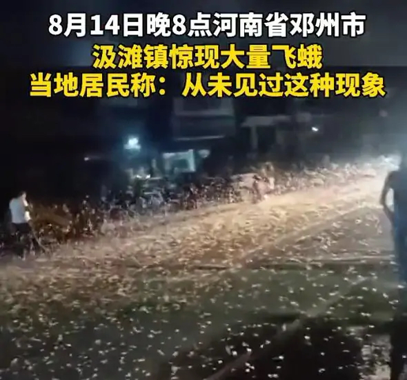 河南邓州惊现飞虫集聚，被传为“涨水蛾”，它们的出现意味什么？