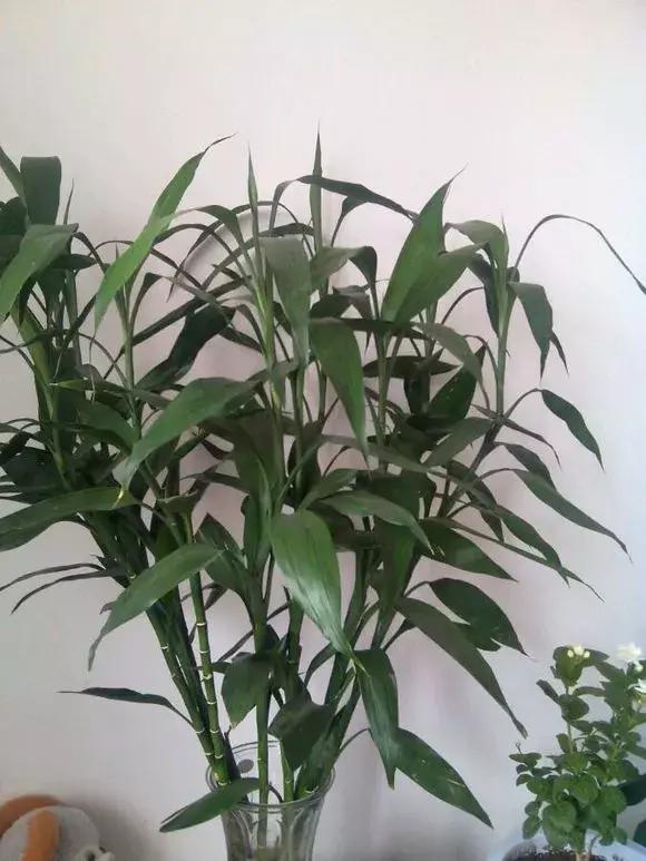 家里三种最旺财的花卉,家里招财旺宅的花