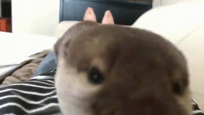 水獭宠物容易养吗视频,水獭宝宝可以当宠物吗