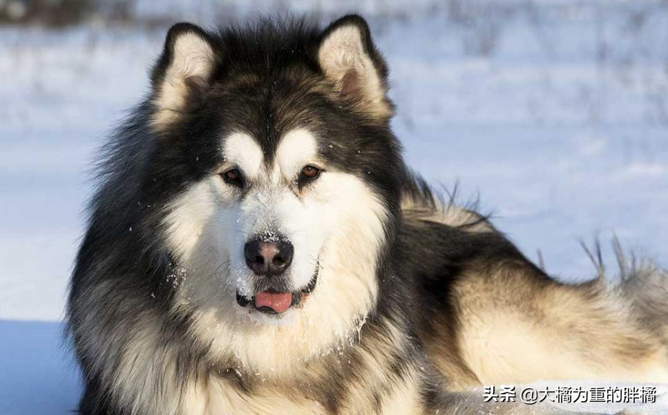 什么狗最好养小型犬不容易生病,什么狗狗好养活不容易生病小型犬