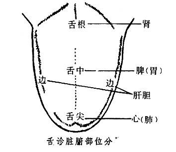 看看你的舌头是怎么变化的,看看你的舌头就知道你有没有病