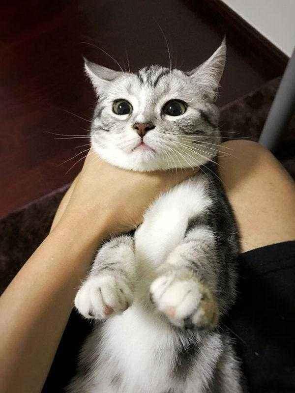 正确的抱猫姿势到底是怎样的？原来一直以来我都抱错了...