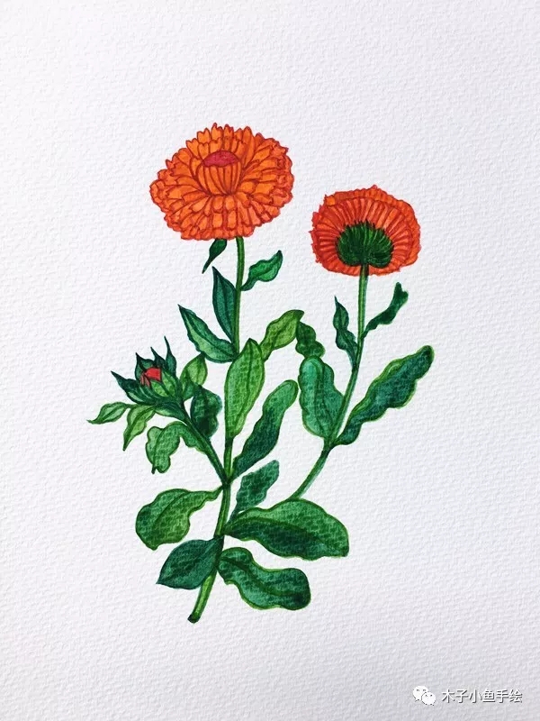 如何用水彩画落叶菊,水彩画初学者花教程步骤图片