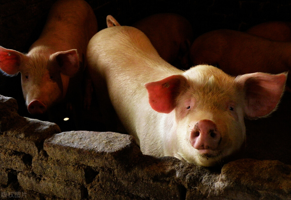 母猪出现死胎后应怎样处理母猪,养猪解决母猪难产有方案