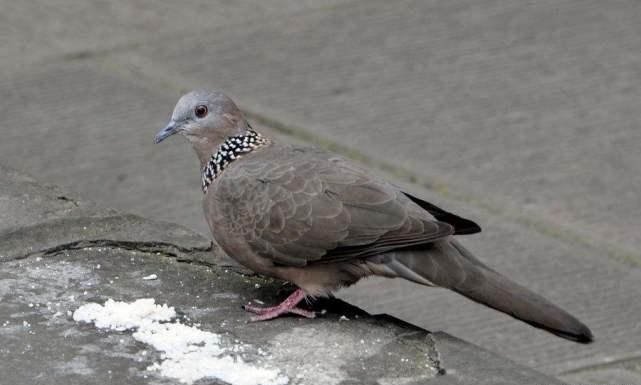 男子使用万元“神器”专业打鸟！3个月干掉1000余只斑鸠