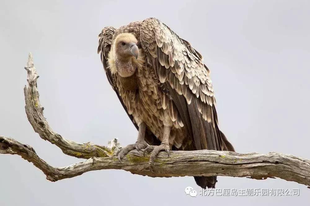 童趣巴厘岛,暑期亲子巴厘岛