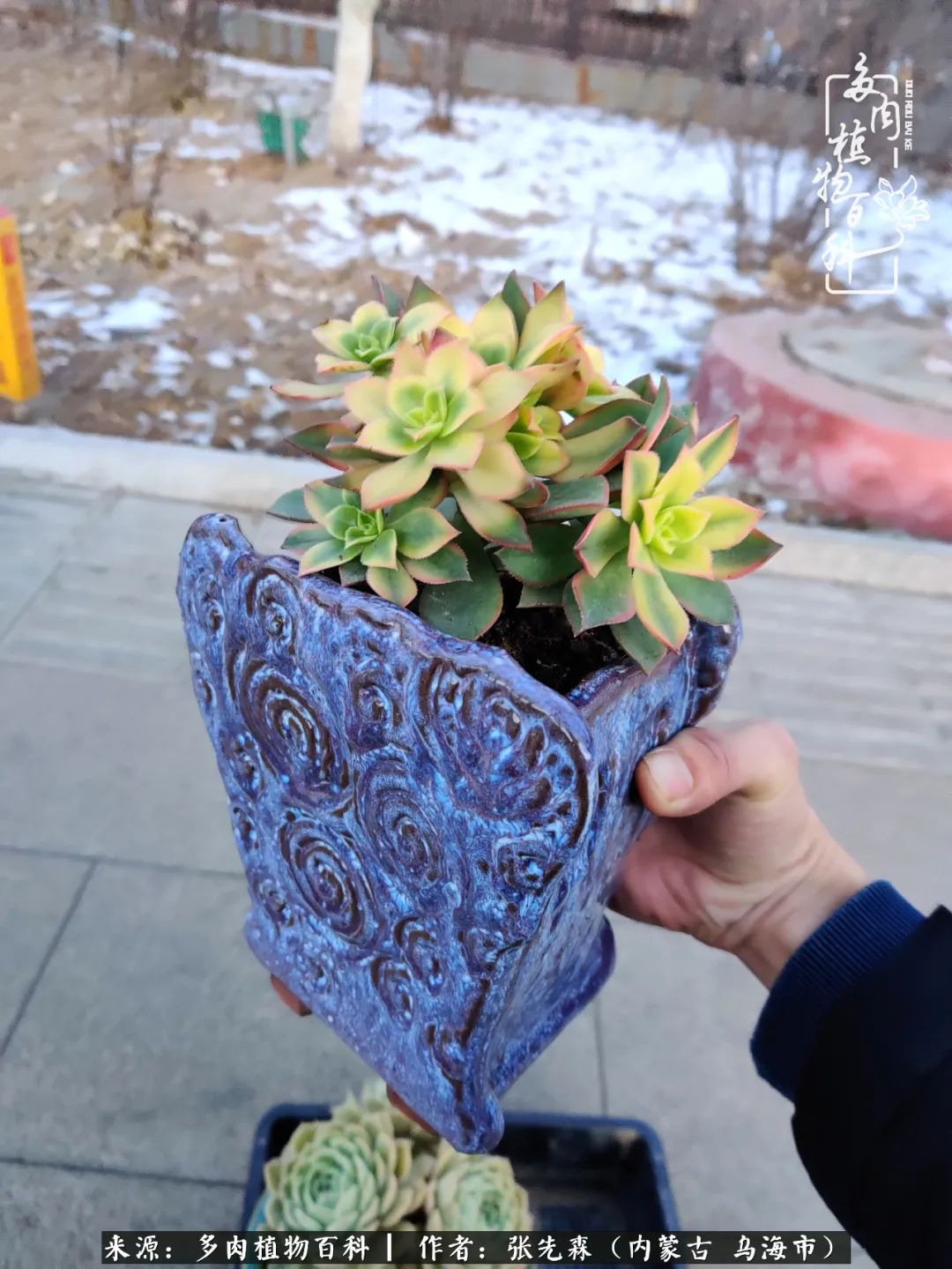 吸取教训，不断探索，英语老师的多肉碎碎念