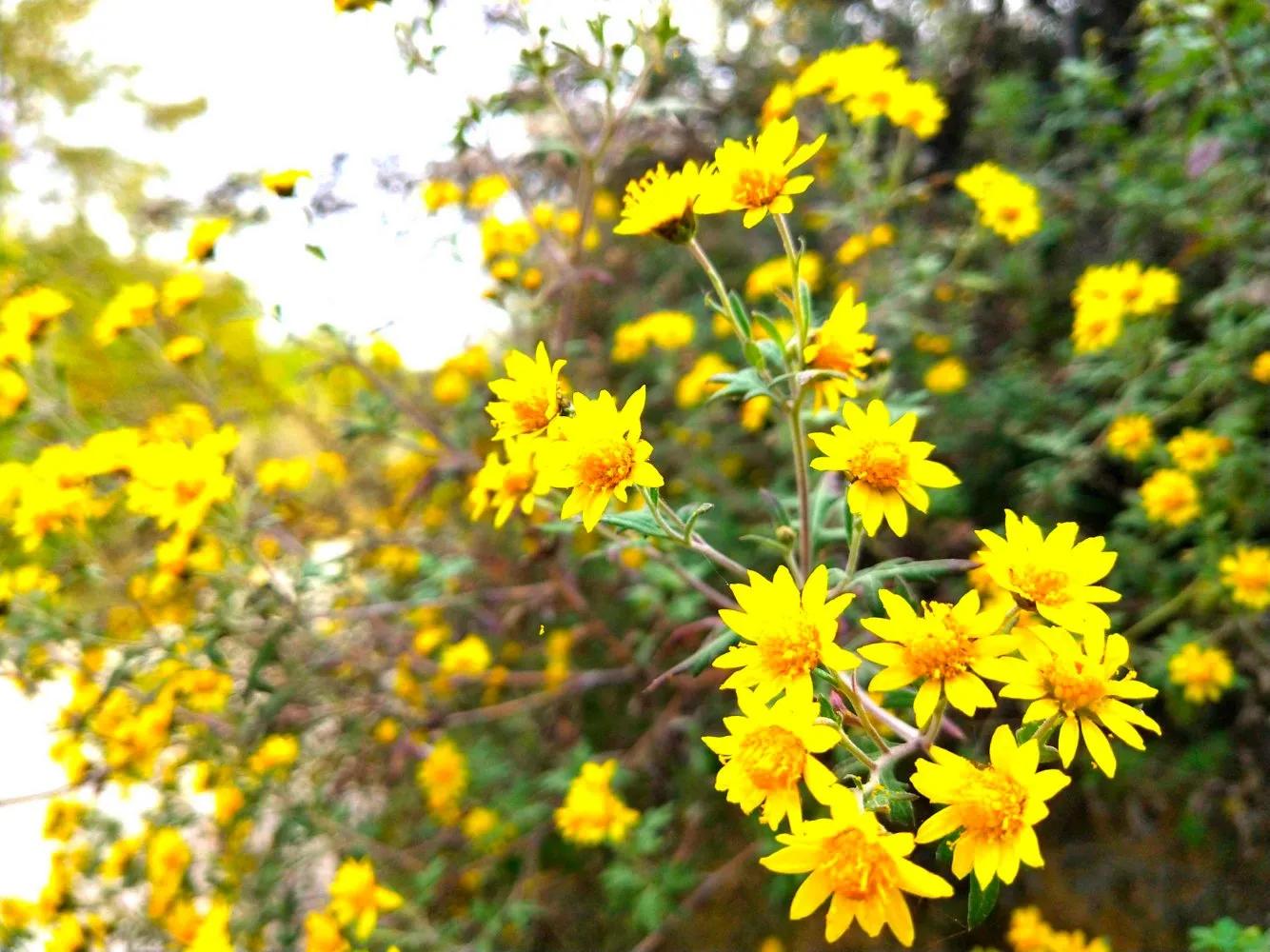 写秋韵的古诗有哪些,学生时代学过描写秋风节气的古诗