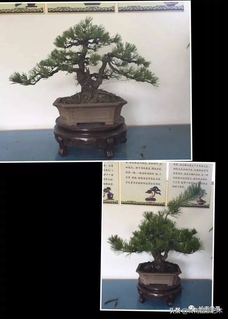 女盆景师丁昕,丁昕盆景