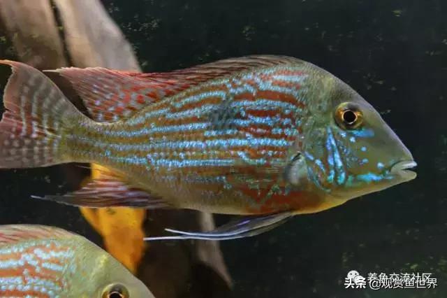 食土鲷一般多大尺寸,食土鲷哪个品种小一点