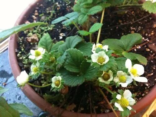 阳台上栽种盆栽草莓怎样授粉,盆栽草莓种植能放到太阳底下晒吗