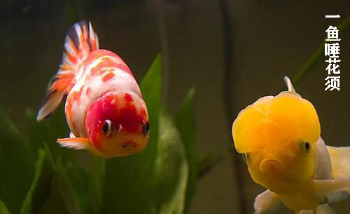 金鱼如何让水变清澈,金鱼延长寿命