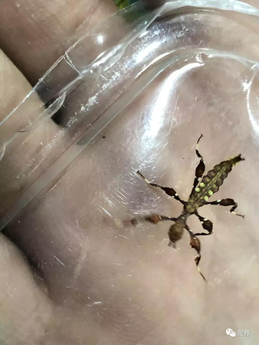 湛江爬宠店,深圳爬宠店在哪里