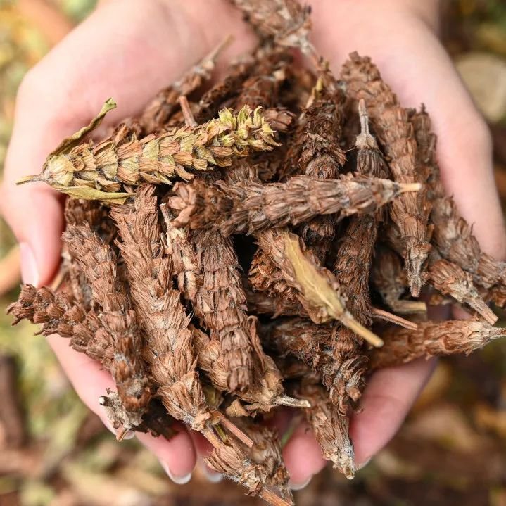 自制超火爆的网红甜品有哪些,顺德传统甜品双皮奶