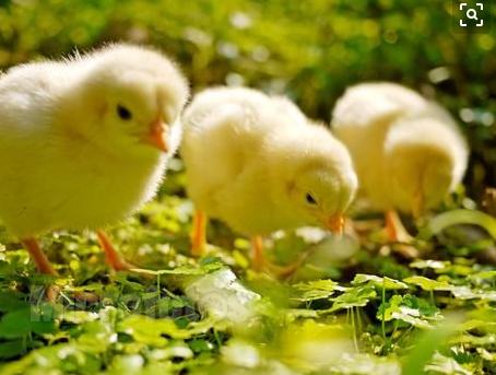 小鸡常见病症和治疗,小鸡常见病有几种用什么药