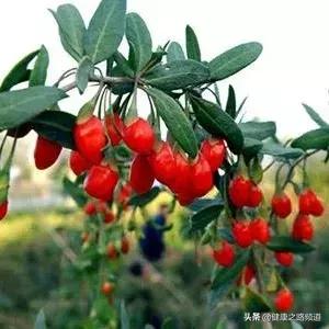 它是家中的天然良药，只要闻一闻大病小病全走光99%的人都不知道