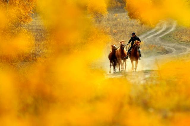 阿勒泰秋季旅行,新疆旅行阿勒泰秋天