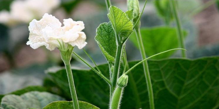 诗词鉴赏-频年学圃休相笑千古英雄亦荷锄，那些诗人种菜的诗词