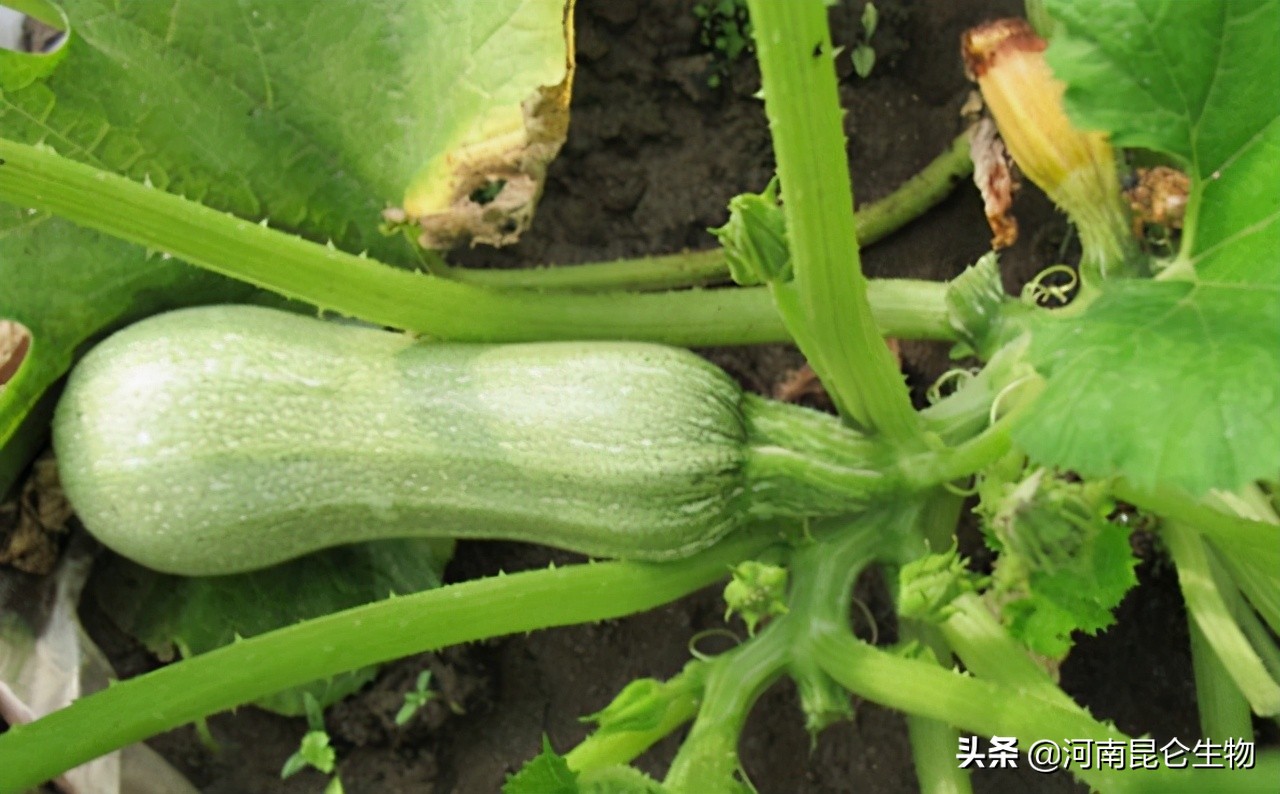 西葫芦烂根用什么药最好,西葫芦烂根特效药