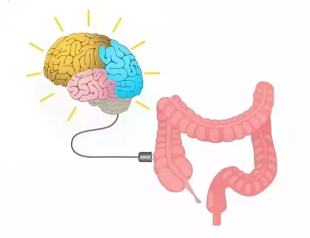 让人着迷的东西,微生物脑肠轴介绍