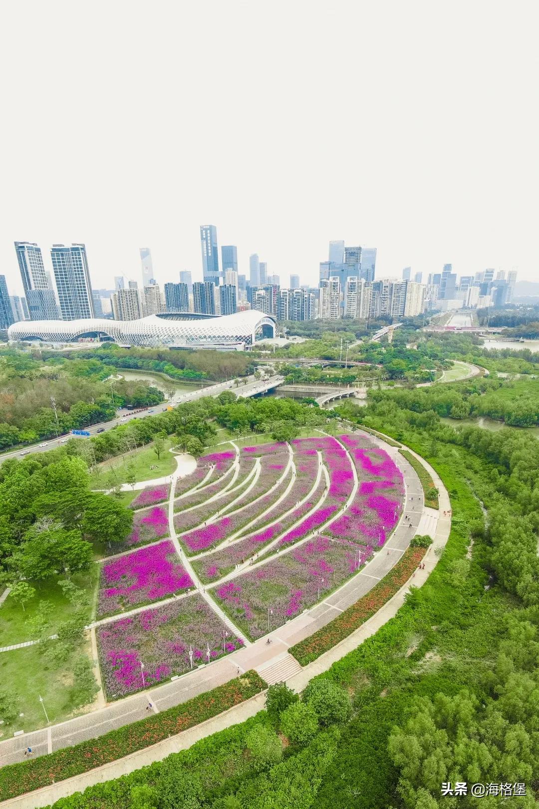 绱壊姊﹀够鑺辨捣鍏洯,娣卞湷鏅綏鏃烘柉2024绱壊鑺辨捣