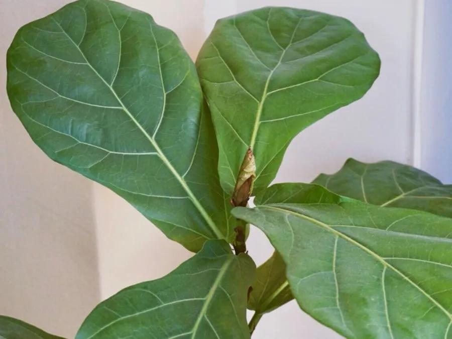 花买回来叶子蔫了怎么办,花掉花苞有什么好方法吗