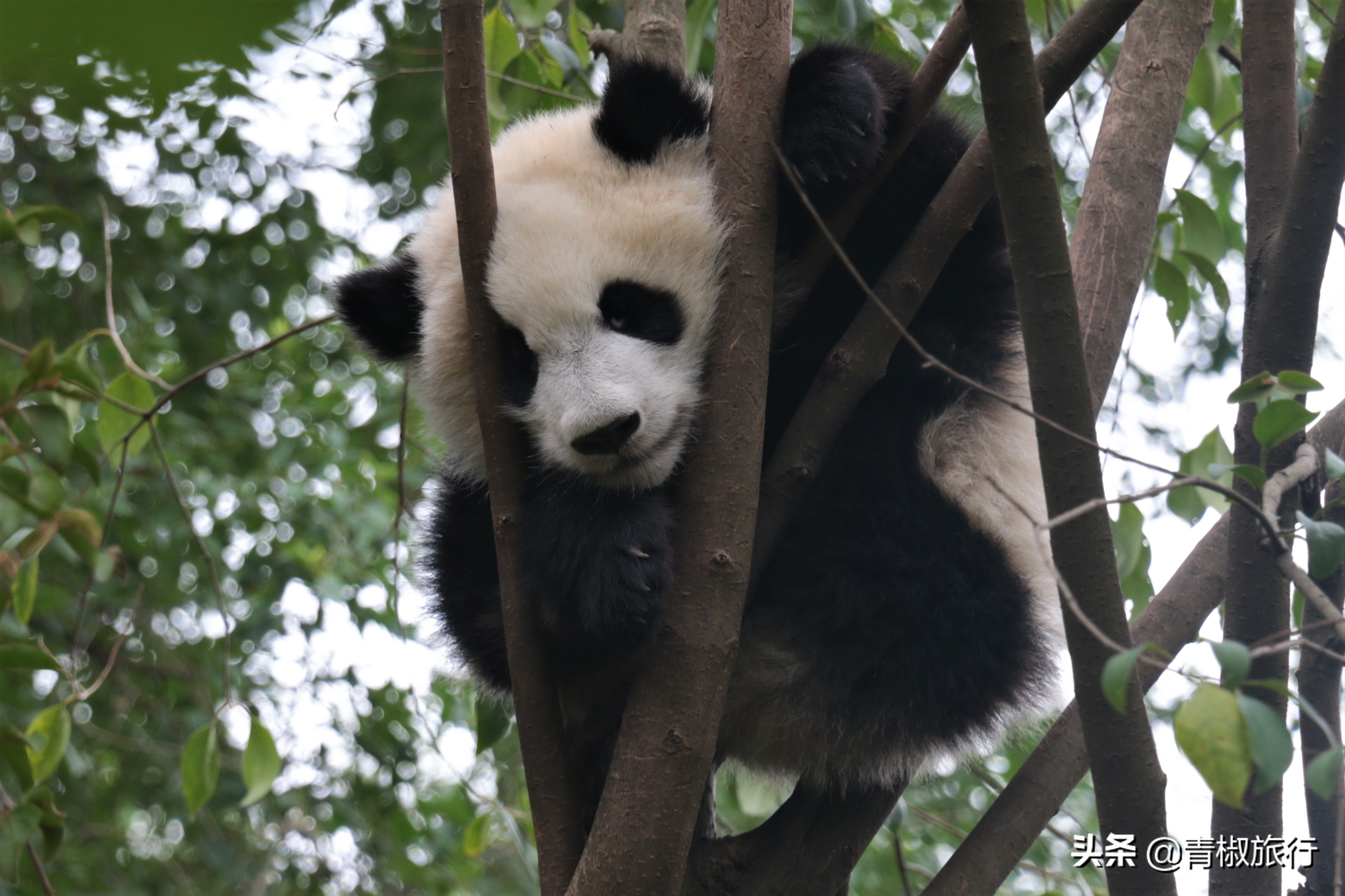 成都旅游攻略必去的地方推荐,成都小众旅游攻略自由行攻略