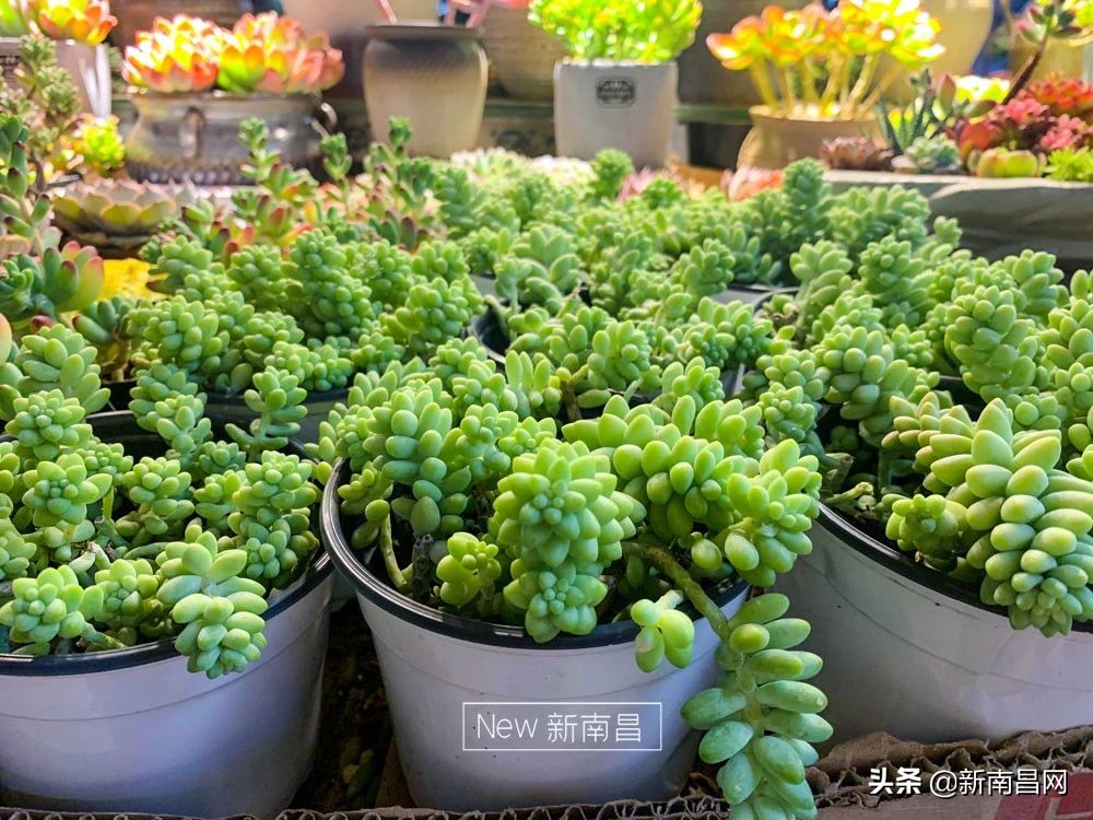 南昌花市有哪些地方,南昌花市批发市场