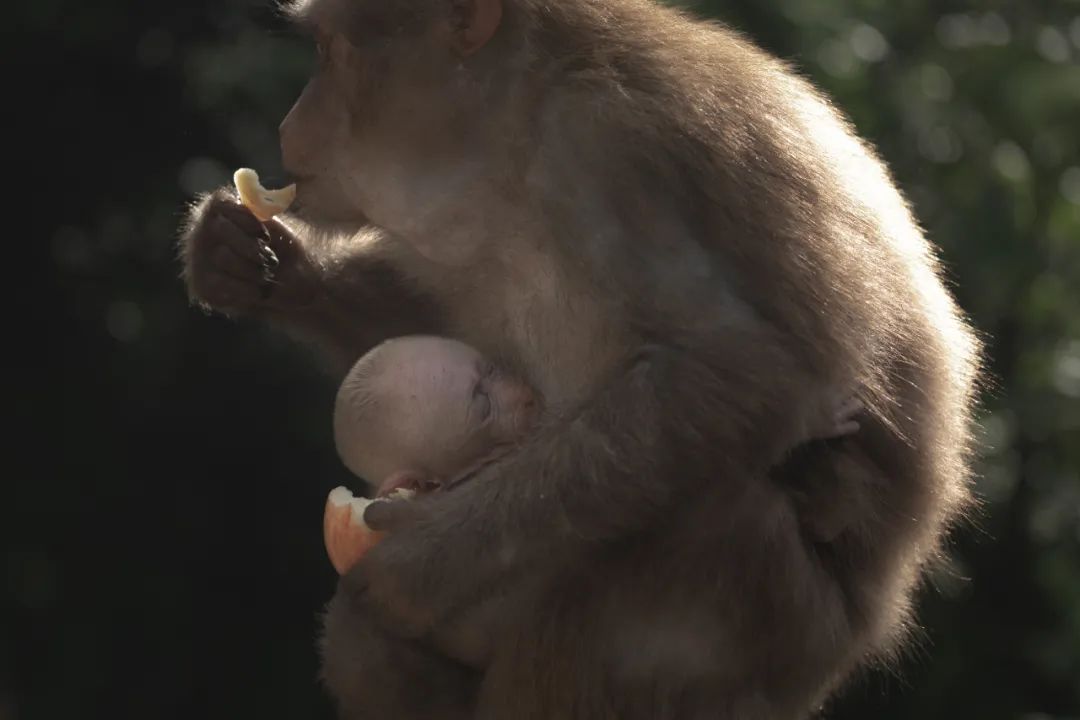 我国四大名山九华山,四大佛教名山哪个风景最美