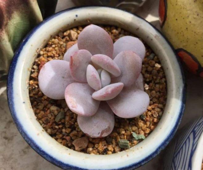 淡雪多肉砍头徒长后怎么处理,多肉室内养徒长怎么办