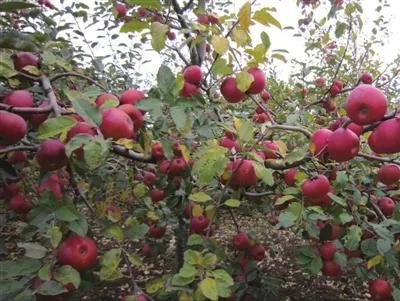 苹果滞销现在怎么样,苹果滞销现状及处理方案