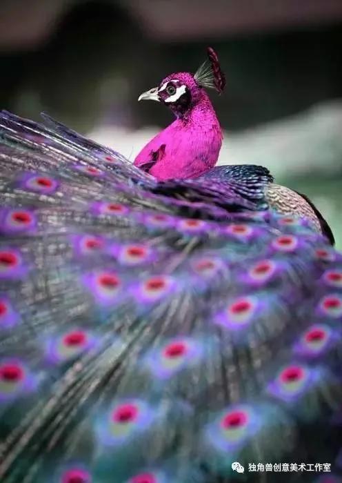 绘画教程梦幻,美丽的孔雀绘画步骤