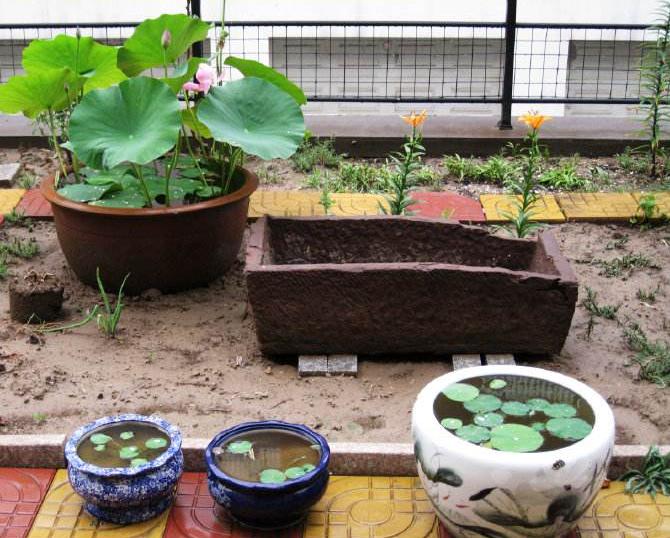 夏季养碗莲，叶子圆润花型雅致，给家里添贵气，花开十里飘香