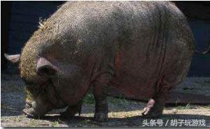 动物救人真实事件,4个动物救人的真实事件