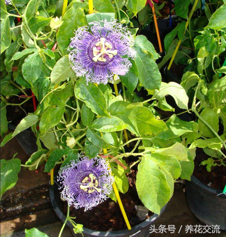 今年栽的爬藤月季,阳台种上这8种爬藤植物